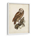 Buho Carabo - John Selby | Cuadro decorativo de Canvas Lab