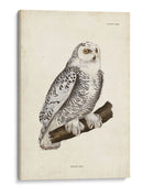 Buho Nevado - John Selby | Cuadro decorativo de Canvas Lab