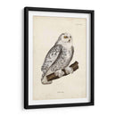 Buho Nevado - John Selby | Cuadro decorativo de Canvas Lab