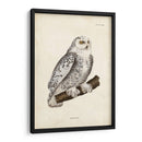 Buho Nevado - John Selby | Cuadro decorativo de Canvas Lab