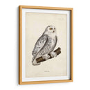 Buho Nevado - John Selby | Cuadro decorativo de Canvas Lab