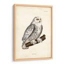 Buho Nevado - John Selby | Cuadro decorativo de Canvas Lab