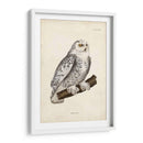 Buho Nevado - John Selby | Cuadro decorativo de Canvas Lab