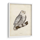 Buho Nevado - John Selby | Cuadro decorativo de Canvas Lab