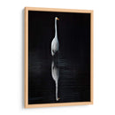 Egret Elegante I - David Drost | Cuadro decorativo de Canvas Lab