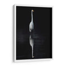 Egret Elegante I - David Drost | Cuadro decorativo de Canvas Lab