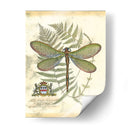 Mini Regal Dragonfly Ii - Vision Studio | Cuadro decorativo de Canvas Lab