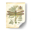 Mini Regal Dragonfly Iii - Vision Studio | Cuadro decorativo de Canvas Lab