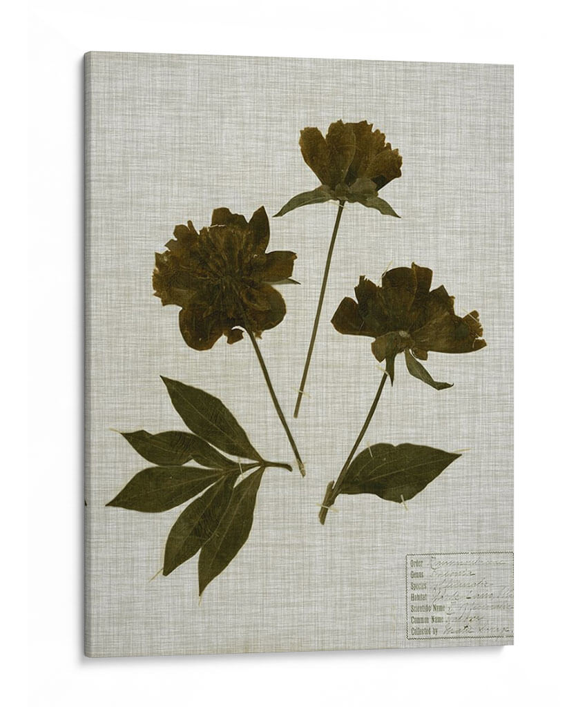 Hojas Prensadas En Lino Ii - Vision Studio | Cuadro decorativo de Canvas Lab