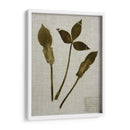 Hojas Prensadas En Lino Iv - Vision Studio | Cuadro decorativo de Canvas Lab