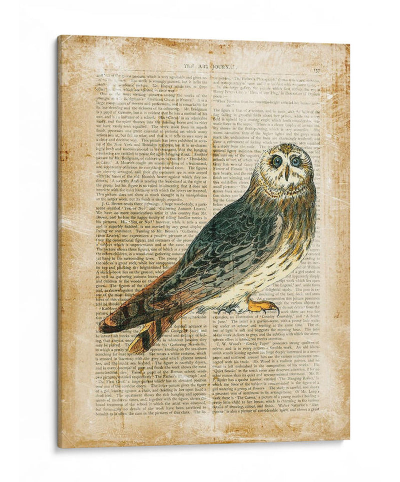 Pájaros Anticuarios I - Vision Studio | Cuadro decorativo de Canvas Lab