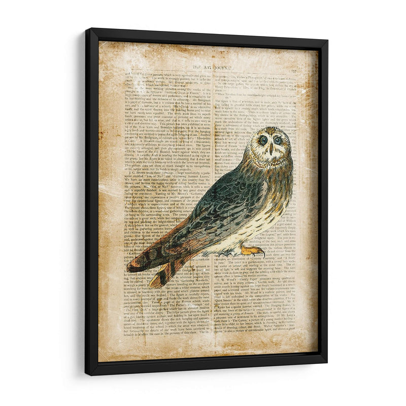 Pájaros Anticuarios I - Vision Studio | Cuadro decorativo de Canvas Lab