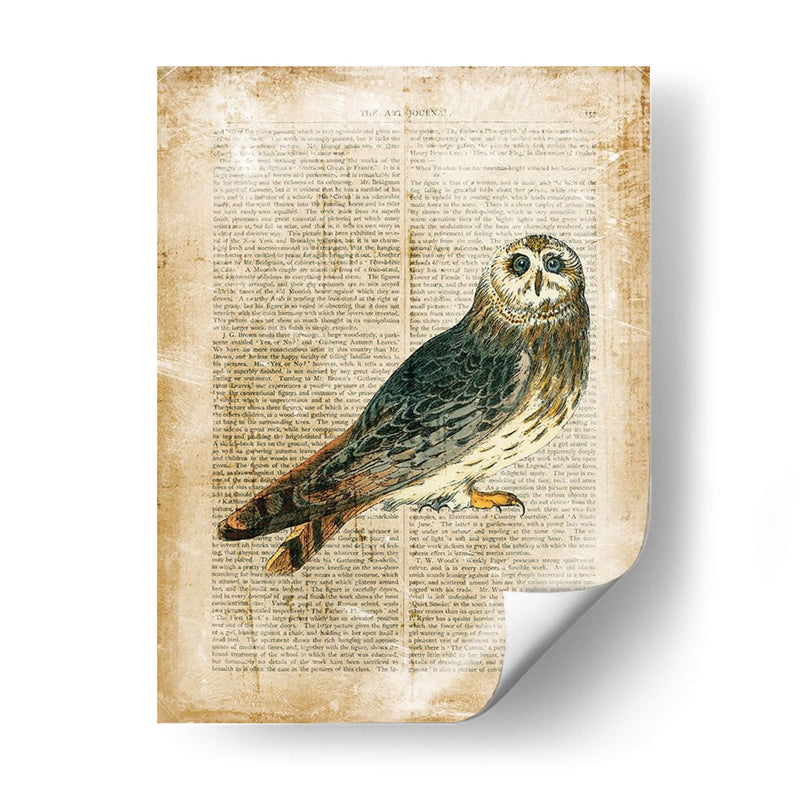 Pájaros Anticuarios I - Vision Studio | Cuadro decorativo de Canvas Lab