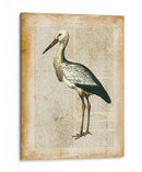 Pájaros Anticuarios Ii - Vision Studio | Cuadro decorativo de Canvas Lab