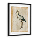 Pájaros Anticuarios Ii - Vision Studio | Cuadro decorativo de Canvas Lab