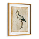 Pájaros Anticuarios Ii - Vision Studio | Cuadro decorativo de Canvas Lab
