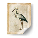 Pájaros Anticuarios Ii - Vision Studio | Cuadro decorativo de Canvas Lab