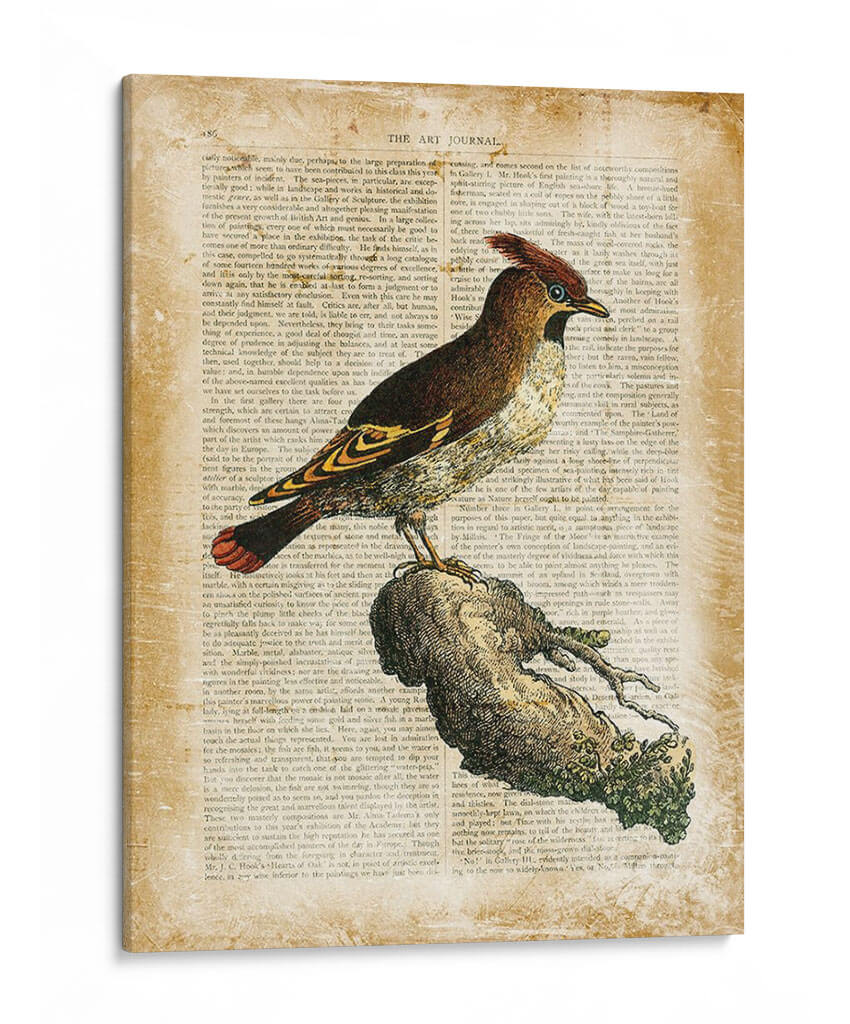 Pájaros Anticuarios Iii - Vision Studio | Cuadro decorativo de Canvas Lab