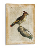 Pájaros Anticuarios Iii - Vision Studio | Cuadro decorativo de Canvas Lab