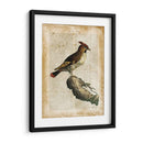 Pájaros Anticuarios Iii - Vision Studio | Cuadro decorativo de Canvas Lab