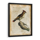 Pájaros Anticuarios Iii - Vision Studio | Cuadro decorativo de Canvas Lab