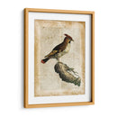 Pájaros Anticuarios Iii - Vision Studio | Cuadro decorativo de Canvas Lab