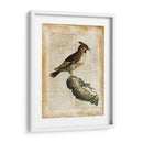 Pájaros Anticuarios Iii - Vision Studio | Cuadro decorativo de Canvas Lab