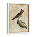 Pájaros Anticuarios Iii - Vision Studio | Cuadro decorativo de Canvas Lab