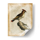 Pájaros Anticuarios Iii - Vision Studio | Cuadro decorativo de Canvas Lab