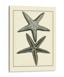 Estrella Azul Antigua I - Vision Studio | Cuadro decorativo de Canvas Lab