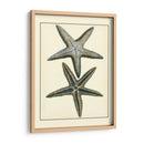 Estrella Azul Antigua I - Vision Studio | Cuadro decorativo de Canvas Lab
