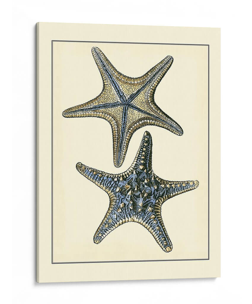 Estrella De Mar Azul Antigua Ii - Vision Studio | Cuadro decorativo de Canvas Lab