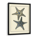 Estrella De Mar Azul Antigua Ii - Vision Studio | Cuadro decorativo de Canvas Lab