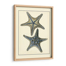 Estrella De Mar Azul Antigua Ii - Vision Studio | Cuadro decorativo de Canvas Lab