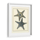 Estrella De Mar Azul Antigua Ii - Vision Studio | Cuadro decorativo de Canvas Lab