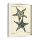 Estrella De Mar Azul Antigua Ii - Vision Studio | Cuadro decorativo de Canvas Lab