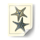 Estrella De Mar Azul Antigua Ii - Vision Studio | Cuadro decorativo de Canvas Lab