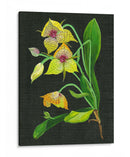 Telipogon Caulescens I - Melissa Wang | Cuadro decorativo de Canvas Lab