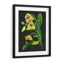 Telipogon Caulescens I - Melissa Wang | Cuadro decorativo de Canvas Lab