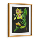 Telipogon Caulescens I - Melissa Wang | Cuadro decorativo de Canvas Lab