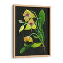 Telipogon Caulescens I - Melissa Wang | Cuadro decorativo de Canvas Lab
