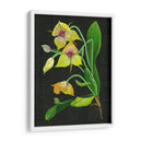 Telipogon Caulescens I - Melissa Wang | Cuadro decorativo de Canvas Lab