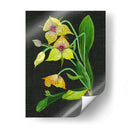 Telipogon Caulescens I - Melissa Wang | Cuadro decorativo de Canvas Lab