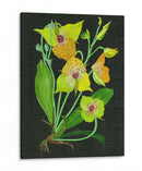 Telipogon Caulescens Ii - Melissa Wang | Cuadro decorativo de Canvas Lab