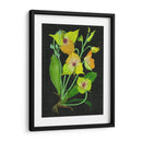 Telipogon Caulescens Ii - Melissa Wang | Cuadro decorativo de Canvas Lab