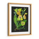 Telipogon Caulescens Ii - Melissa Wang | Cuadro decorativo de Canvas Lab