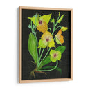 Telipogon Caulescens Ii - Melissa Wang | Cuadro decorativo de Canvas Lab