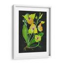 Telipogon Caulescens Ii - Melissa Wang | Cuadro decorativo de Canvas Lab