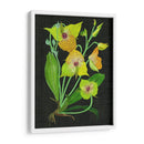 Telipogon Caulescens Ii - Melissa Wang | Cuadro decorativo de Canvas Lab