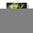 Telipogon Caulescens Ii - Melissa Wang | Cuadro decorativo de Canvas Lab